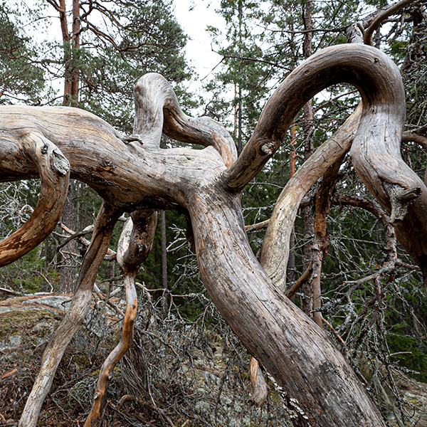 Urskogen Tyresta nationalpark